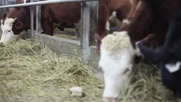 Las vacas de la granja están comiendo heno. Cowshed Animal Farming en el granero — Vídeos de Stock