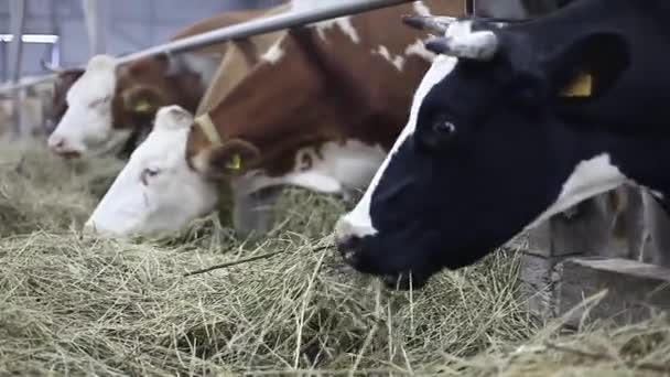 As vacas da quinta estão a comer feno. Cowshed Criação de Animais no celeiro — Vídeo de Stock