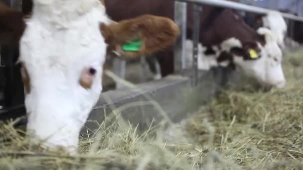 Krávy na farmě jedí seno. Chov dobytka ve stodole — Stock video