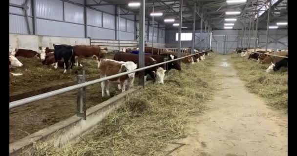 Las Vacas Granja Están Comiendo Heno Cowshed Animal Farming Granero — Vídeos de Stock