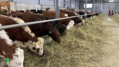 Çiftlikteki inekler saman yiyor. Ahırda hayvan çiftliği var.