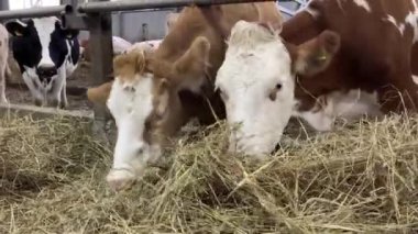 Çiftlikteki inekler saman yiyor. Ahırda hayvan çiftliği var.