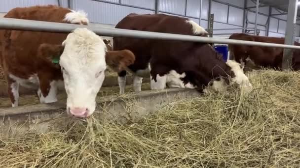 Las Vacas Granja Están Comiendo Heno Cowshed Animal Farming Granero — Vídeo de stock