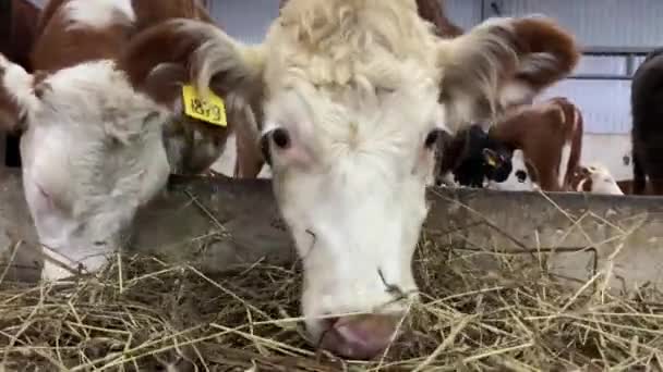 农场的奶牛正在吃干草 谷仓里的奶牛饲养场 — 图库视频影像