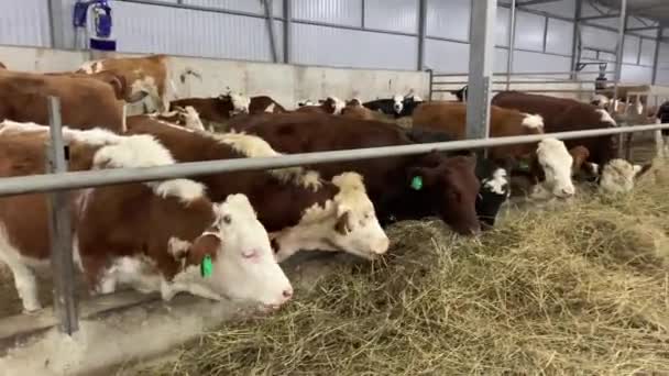 Коровы Ферме Едят Сено Коровник Анимал Фермерство Сарае — стоковое видео
