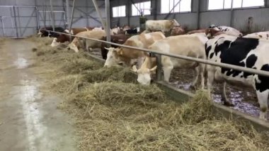 Çiftlikteki inekler saman yiyor. Ahırda hayvan çiftliği var.