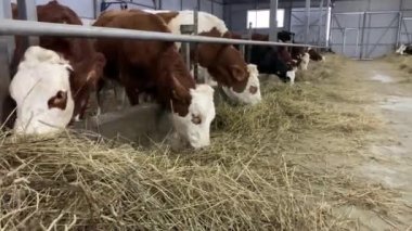 Çiftlikteki inekler saman yiyor. Ahırda hayvan çiftliği var.