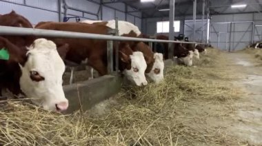 Çiftlikteki inekler saman yiyor. Ahırda hayvan çiftliği var.