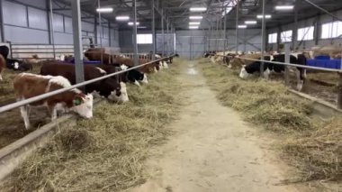 Çiftlikteki inekler saman yiyor. Ahırda hayvan çiftliği var.