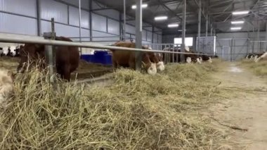 Çiftlikteki inekler saman yiyor. Ahırda hayvan çiftliği var.