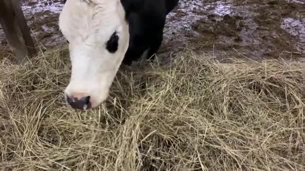 Vacas Quinta Estão Comer Feno Cowshed Criação Animais Celeiro — Vídeo de Stock