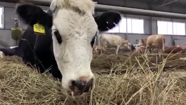 Krowy Farmie Jedzą Siano Hodowla Zwierząt Oborze — Wideo stockowe