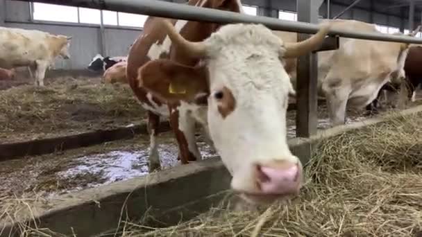 Les Vaches Ferme Mangent Foin Cowshed Élevage Animaux Dans Grange — Video