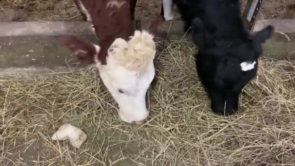 Koeien Boerderij Eten Hooi Cowshed Animal Farming Schuur — Stockvideo