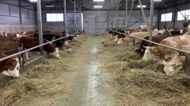 Krávy Farmě Jedí Seno Chov Dobytka Stodole — Stock video