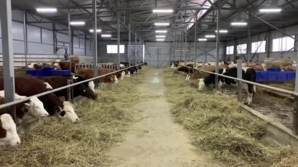 Vacas Quinta Estão Comer Feno Cowshed Criação Animais Celeiro — Vídeo de Stock