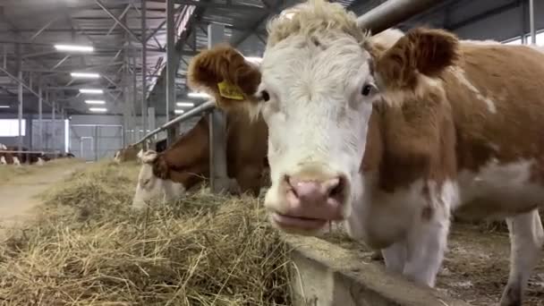 Cows Farm Eating Hay Cowshed Animal Farming Barn — Stock Video