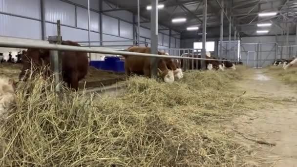 Las Vacas Granja Están Comiendo Heno Cowshed Animal Farming Granero — Vídeos de Stock