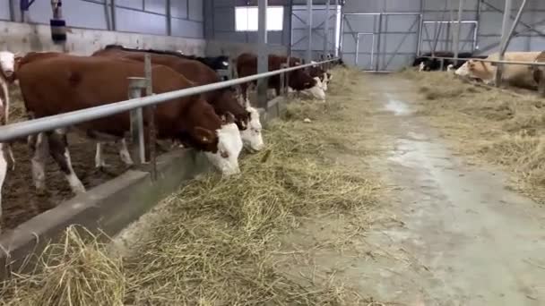 農場の牛は干し草を食べている 納屋での家畜の飼育 — ストック動画