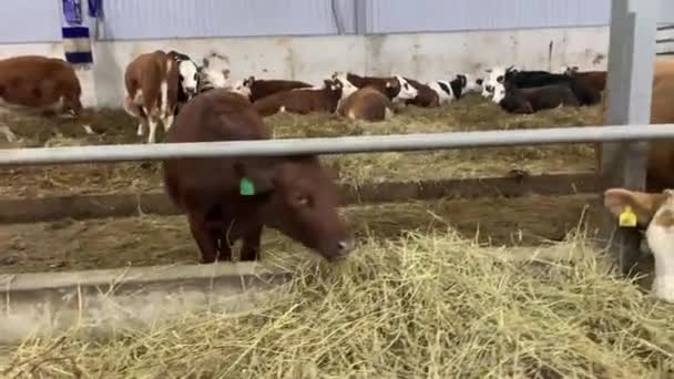 農場の牛は干し草を食べている 納屋での家畜の飼育 — ストック動画