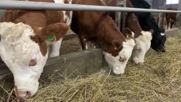 Krávy Farmě Jedí Seno Chov Dobytka Stodole — Stock video