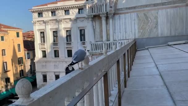 Venice Itália Janeiro 2020 Rua Estreita Veneza Itália Viagem Inverno — Vídeo de Stock