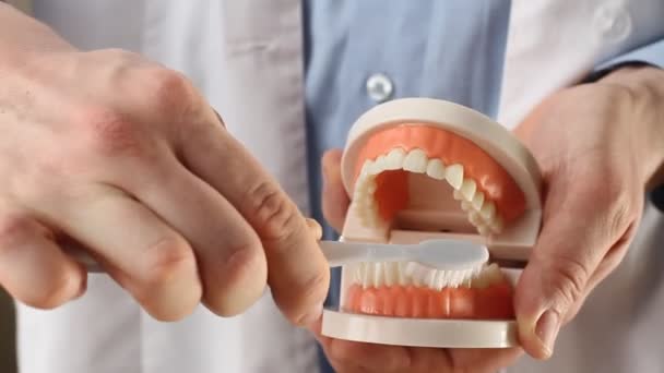 Dentysta Pokazuje Model Szczęki Daje Lekcję Prawidłowej Pielęgnacji Zębów Jamy — Wideo stockowe