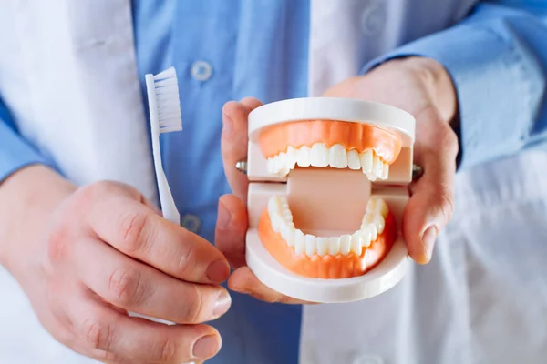 Dentysta Pokazuje Model Szczęki Daje Lekcję Prawidłowej Pielęgnacji Zębów Jamy — Zdjęcie stockowe