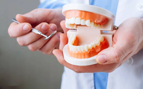 Dentista Mostrando Modelo Mandíbula Espejo Bucal Del Dentista Cerca Concepto — Foto de Stock
