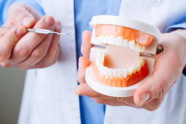 Diş hekimi çene modelini ve dişçi aletini yakından gösteriyor. Oral bakım kavramı