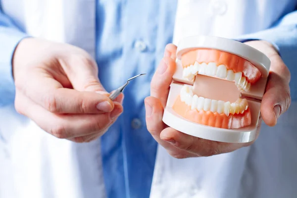 Dentysta Pokazuje Model Szczęki Narzędzia Dentystyczne Zbliżenie Koncepcja Opieki Ustnej — Zdjęcie stockowe