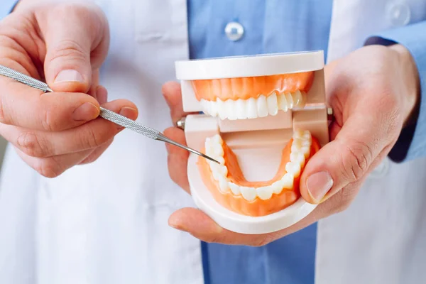 Zahnarzt Zeigt Kiefermodell Und Zahnarztwerkzeug Nahaufnahme Mundpflege Konzept Stockfoto