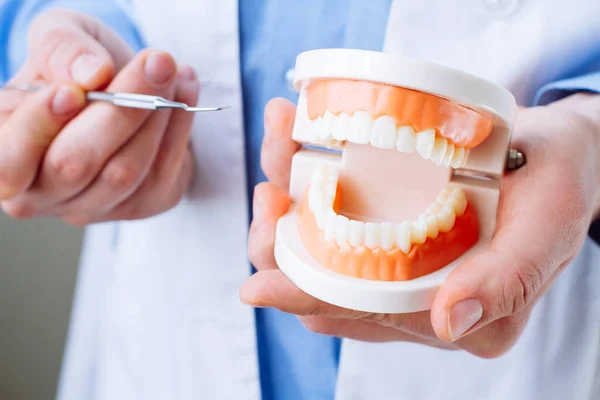 Zahnarzt Zeigt Kiefermodell Und Zahnarztwerkzeug Nahaufnahme Mundpflege Konzept Stockbild