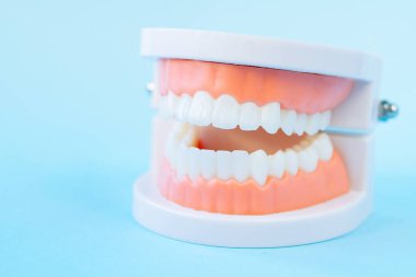 Mavi arka plandaki makro diş modelini kapat. Ağız bakımı kavramı