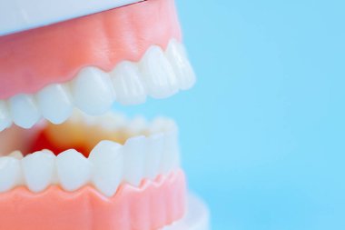 Mavi arka plandaki makro diş modelini kapat. Ağız bakımı kavramı