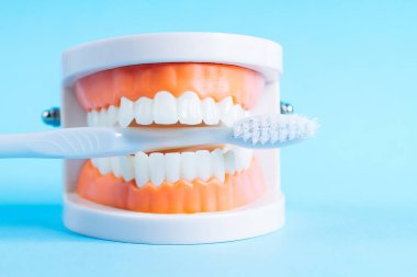 Mavi arka planda diş fırçası olan bir model. Ağız bakımı kavramı