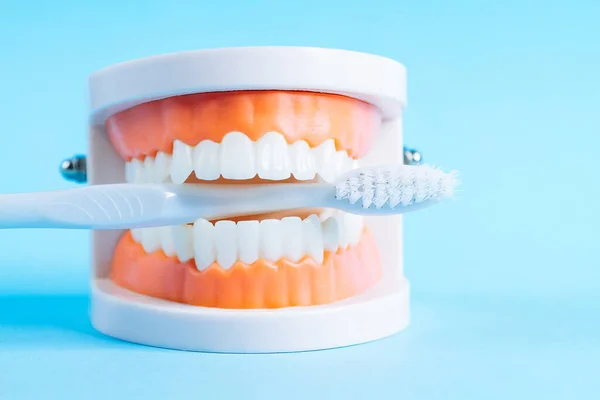 Model Zębów Szczoteczką Zębów Niebieskim Tle Koncepcja Opieki Jamy Ustnej — Zdjęcie stockowe