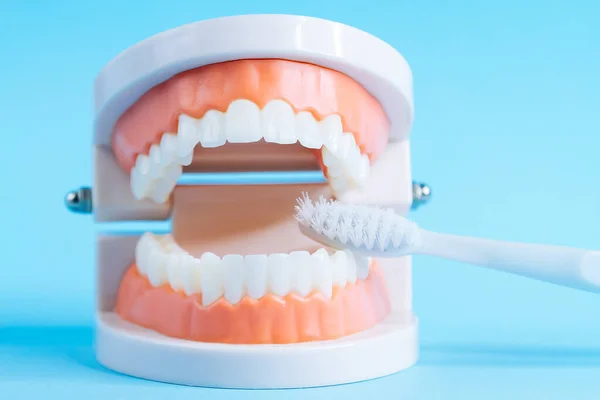 Modelo Dientes Con Cepillo Dientes Sobre Fondo Azul Concepto Cuidado — Foto de Stock