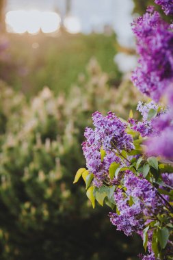 İlkbaharda açan mor leylak çiçekleri güzel bokeh ile