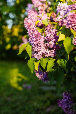 İlkbaharda açan mor leylak çiçekleri güzel bokeh ile