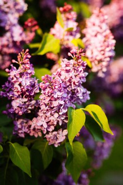 İlkbaharda açan mor leylak çiçekleri güzel bokeh ile