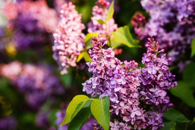 İlkbaharda açan mor leylak çiçekleri güzel bokeh ile