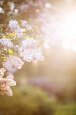 Bahar mevsiminde güzel bokeh çiçekleri açan beyaz leylaklar.