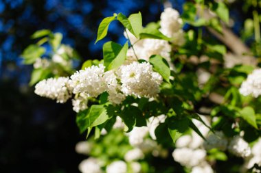 Bahar mevsiminde güzel bokeh çiçekleri açan beyaz leylaklar.