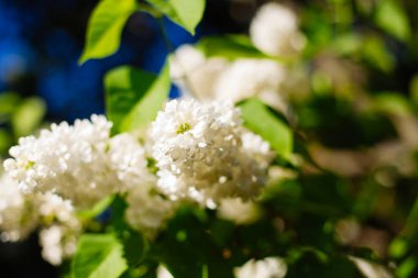 Bahar mevsiminde güzel bokeh çiçekleri açan beyaz leylaklar.