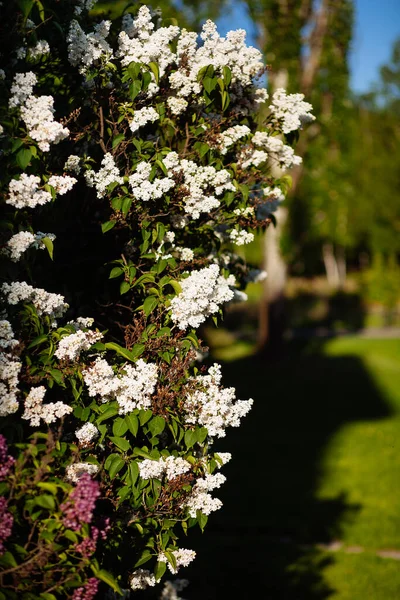 White Lilac Blossoms Blooming Springtime Beautiful Bokeh — Stock Photo, Image