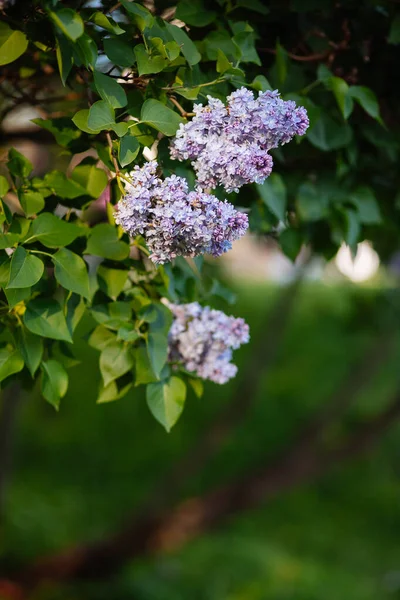 Purple Lilac Blossoms Blooming Springtime Beautiful Bokeh — Stock Photo, Image