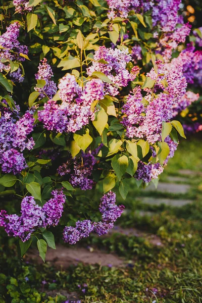 Фіолетова Квітка Бузку Цвіте Навесні Красивим Боке — стокове фото