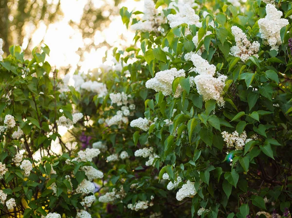 White Lilac Blossoms Blooming Springtime Beautiful Bokeh — Stock Photo, Image