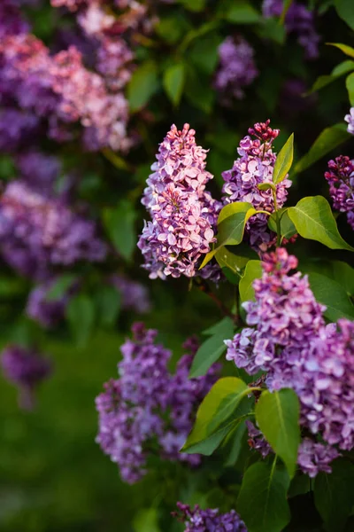Фіолетова Квітка Бузку Цвіте Навесні Красивим Боке — стокове фото
